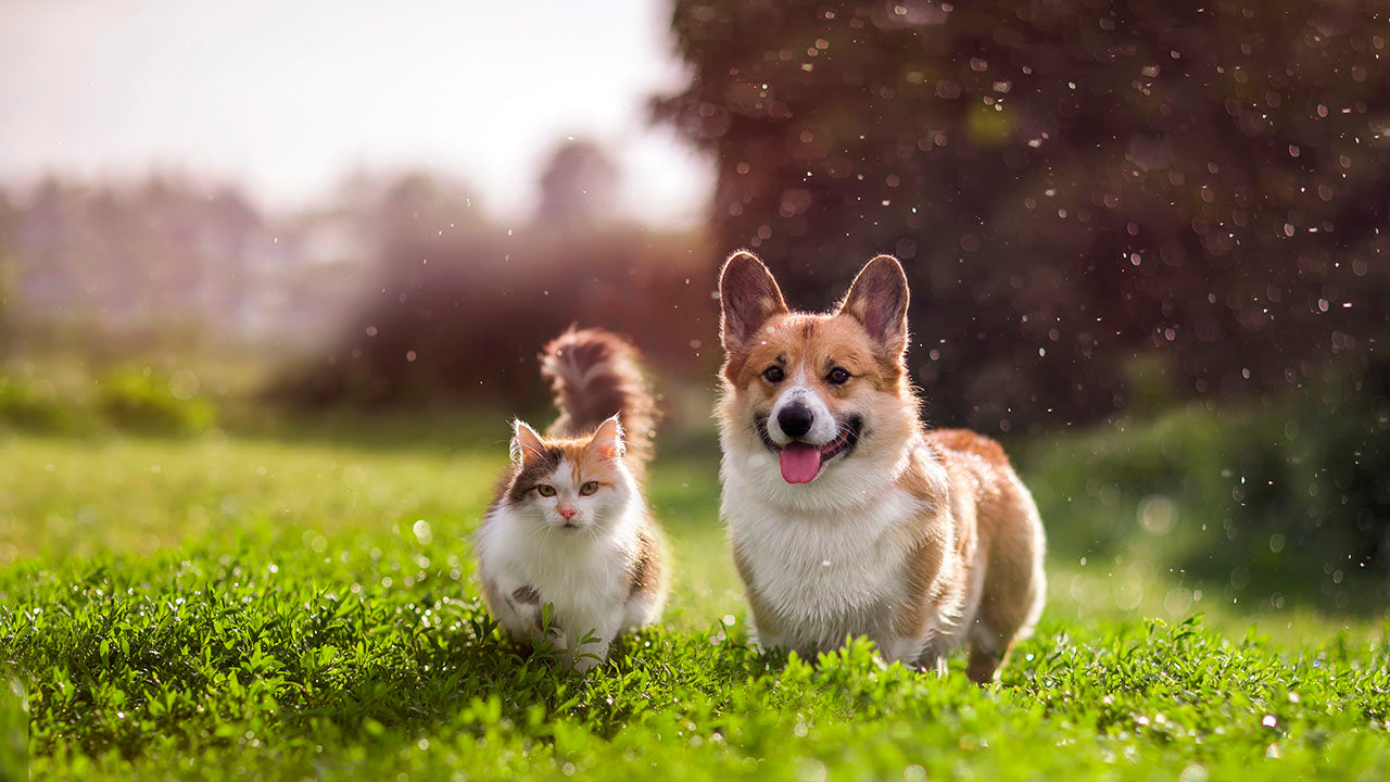 cat and dog picture - image banner